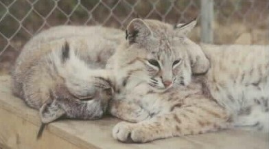 lynx bobcat hybrid canadian together hybrids caracal cats